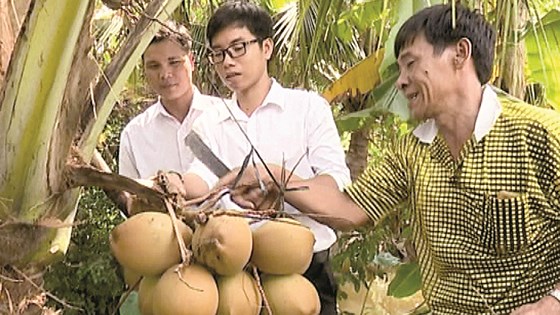 Ông Sáu Lế cùng du khách trải nghiệm hái dừa