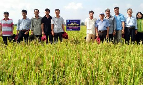 Hệ thống nhân giống lúa thuần tỉnh ngày càng được củng cố và nâng cao năng lực sản xuất.