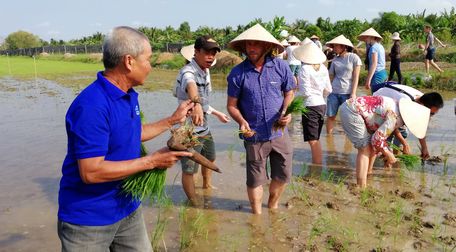 Lão nông Tư Quang (bìa trái) hướng dẫn du khách cấy lúa.