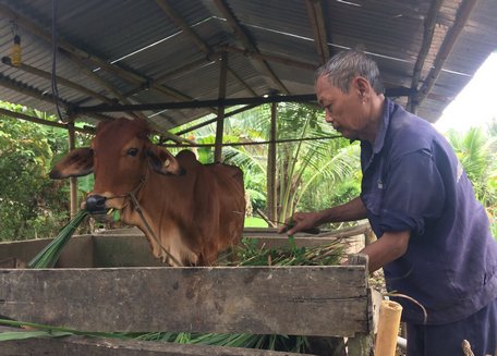 Ông Thạch Mực với niềm vui lao động hàng ngày là cắt cỏ chăm bẵm cho con bò giống.
