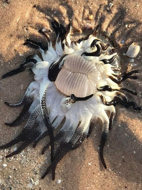  Sinh vật có xúc tu đen trắng được phát hiện dạt vào bờ biển Tây Úc. Ảnh: Reddit