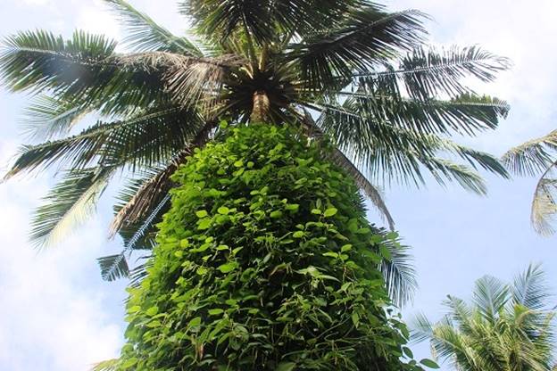 Thân dừa là 'bà đỡ' để cây tiêu đu bám sinh trưởng và phát triển