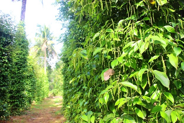 Cấp cho biết: “Đến nay, khu vườn tôi đã trồng được hơn 1.000 gốc dừa, với giá bán 4.000 đồng/quả thì mỗi năm tôi thu về hàng trăm triệu đồng”.