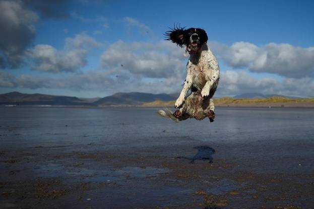 Chú chó nhảy lên không trung bắt quả bóng ở bãi biển Ireland.