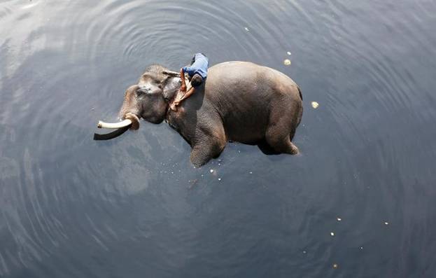 Người quản tượng đang tắm cho chú voi trong vùng nước bị ô nhiễm trên sông Yamuna ở New Delhi, Ấn Độ.