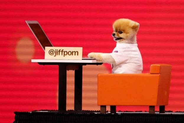 Chú chó Jiffpom trở nên nổi tiếng sau khi xuất hiện trên sân khấu tại một hội nghị hàng năm của Facebook tại San Jose.