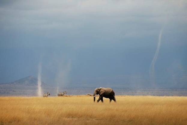 Chú voi và 2 chú ngựa vằn vẫn thủng thẳng trên cánh đồng ở Công viên quốc gia Amboseli, Kenya, phía xa xa các vệt trắng chính là lốc xoáy.