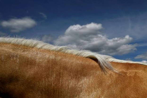 Cánh đồng vàng bất tận nối liền trời xanh hay bờm trắng của chú ngựa vàng đang in lên bầu trời?