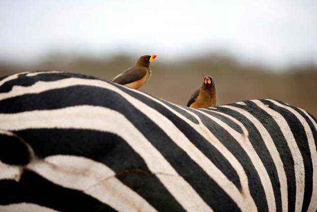 Hai chú chim đang dậu trên lưng một chú ngựa vằn ở Công viên Quốc gia Nairobi, Kenya.