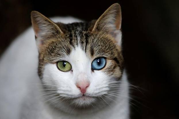 Chú mèo có đôi mắt đặc biệt, một bên màu xanh lá, một bên màu xanh dương ở Istanbul, Thổ Nhĩ Kỳ.