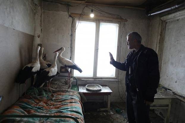 Mấy chú cò được một nông dân ở Bulgaria cho trú tạm trong nhà trong lúc ngoài trời đang rất lạnh và có bão tuyết.