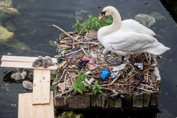 Thiên nga mẹ cùng mấy chú thiên nga con làm tổ trên một đống rác trong hồ Queen's Louise ở Copenhagen, Đan Mạch.