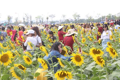 Cánh đồng hoa hướng dương ở quận Thủ Đức ken đặc du khách, người dân trong ngày 30/12.