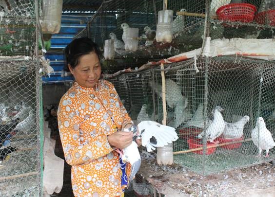 Mô hình nuôi chim bồ câu ở ấp Hòa Giang, xã Hòa Điền (Ảnh Thanh Tuấn).