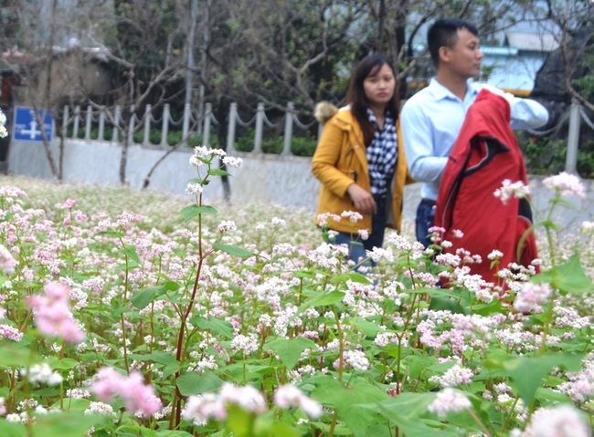 Tam giác mạch là loài hoa “đặc sản” của mảnh đất Hà Giang. Cuối năm là thời điểm thu hút khách thập phương đến đây trải nghiệm, khám phá.