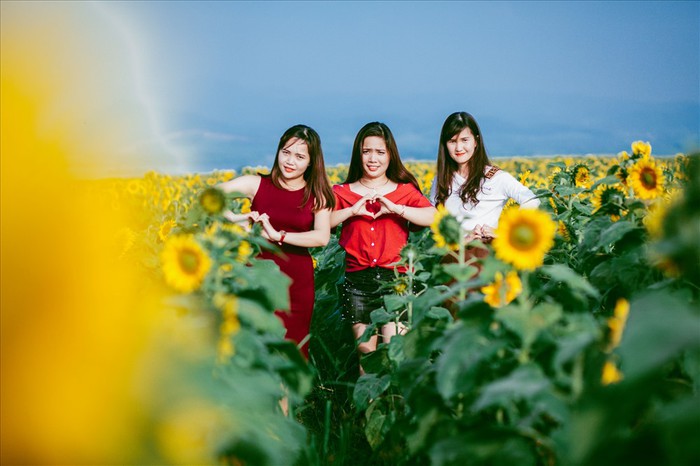 ​Mặc dù thời tiết vào mấy ngày nghỉ lễ có mưa rét nhưng không vì thế mà ngăn được du khách thỏa sức tạo dáng trước cánh đồng “hoa mặt trời“, lớn nhất Việt Nam này, ai cũng muốn ghi lại cho mình những hình ảnh đẹp làm kỷ niệm
