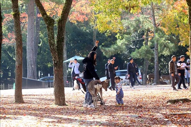 Những chú hươu được người dân Nara xem như một báu vật mà thiên nhiên đã ban tặng cho thành phố này.