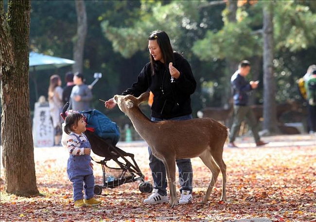 Vào mùa thu, lá cây trong công viên Nara chuyển sang màu vàng đỏ rực rỡ, là điểm níu kéo các du khách khắp nơi đến tham quan.