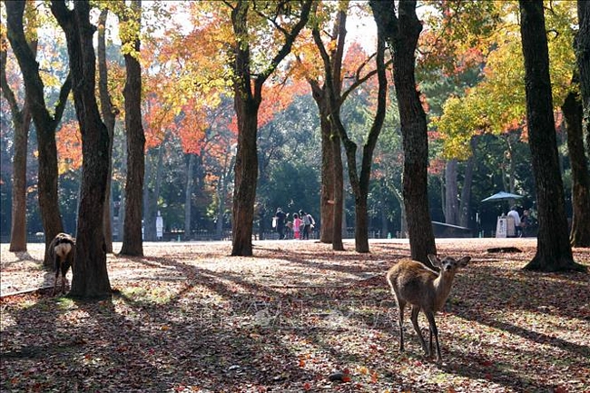 Công viên Nara là một trong những điểm du lịch khá nổi tiếng của du lịch Nhật Bản.