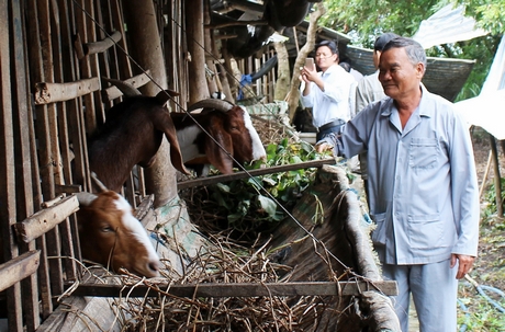 Từ 4 con dê ban đầu, đến nay ông Hùm (bìa phải) đã phát triển đàn dê lên 170 con.