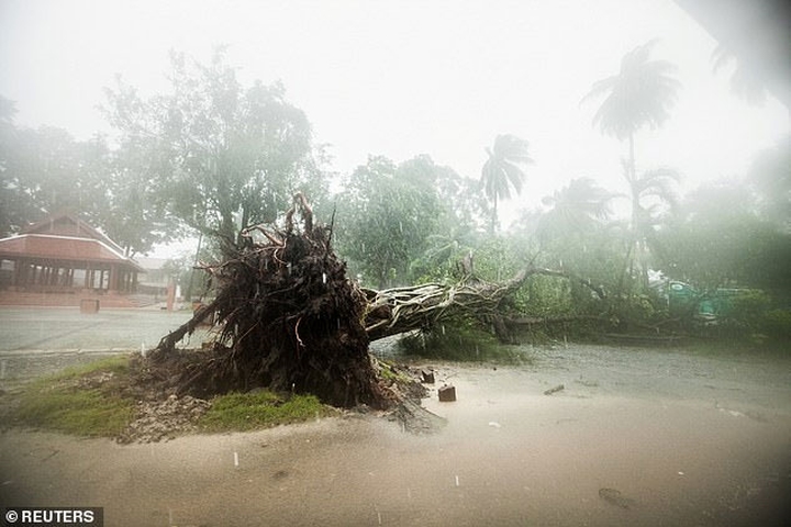 Một cây to đã bị gió bão quận ngã ở tỉnh Nakhon Si Thammarat (Ảnh: Reuters).