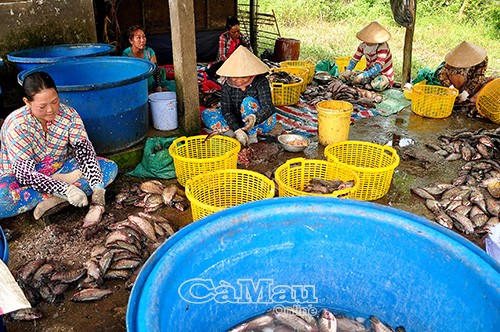 Nghề làm khô cá bổi tạo công ăn việc làm cho nhiều phụ nữ tại địa phương.