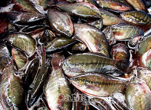 Khoảng 2-2,1 kg cá tươi sẻ làm được 1 kg cá khô