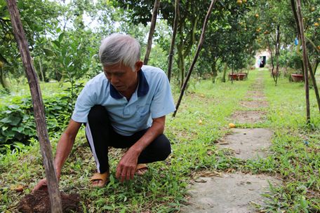 Ông Lưu Văn Ràng sửa sang lại vườn chuẩn bị đón du khách tham quan dịp Tết Nguyên đán