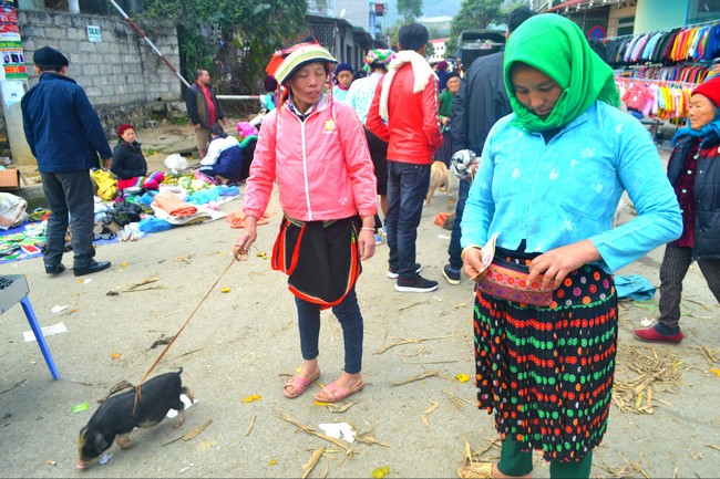 Ở một góc chợ phiên huyện Mèo Vạc- Hà Giang đồng bào dân tộc mang gà, cắp lợn, dắt bò,… ra bán.