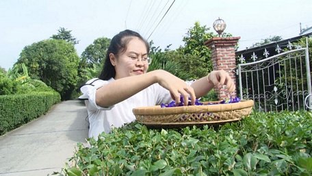  Cô giáo Lương Thị Diễm Trinh tận dụng vườn nhà trồng hoa để làm nguồn nguyên liệu chế biến trà