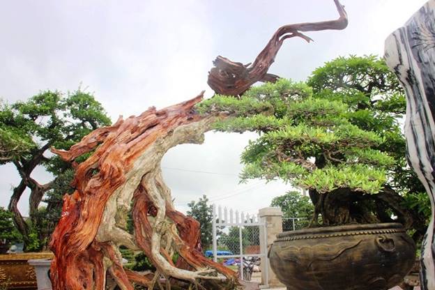 Anh Nguyễn Kim Ngọc (39 tuổi, trú TP.Quy Nhơn) cho biết từ năm 2005, anh đã có niềm đam mê bonsai và bôn ba khắp nơi để sưu tầm cây, mang về Quy Nhơn chăm sóc, hình thành nên nhà vườn Út Quy Nhơn.