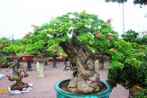 “Tại khu vườn của tôi hiện có 30 loài cây bonsai khác nhau, tất cả chúng đều có tuổi thọ từ 10 năm trở lên”, anh Ngọc chia sẻ.     