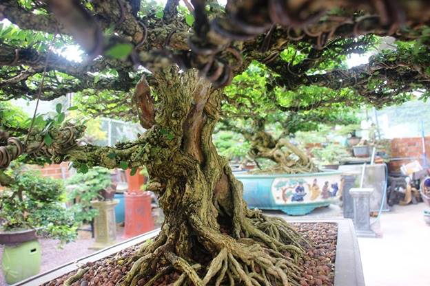 “Dự kiến vào Mồng 8 đầu năm 2019, tôi sẽ chọn những cây tiêu biểu trong vườn đi tỉnh Bắc Ninh để dự triển lãm cây, lấy lộc đầu năm”, anh Ngọc cho hay.