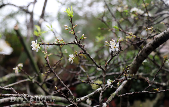      Hoa mận rừng thường có 5 cánh, màu trắng, nhỏ hơn hoa đào nhưng khiến giới sành chơi Hà thành mê mẩn vì vẻ đẹp trắng tinh khôi.
