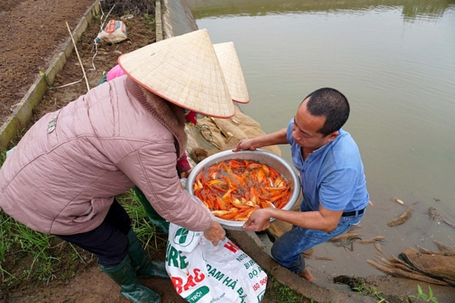 Bà Nguyễn Thị Minh. một người nuôi cá chép đỏ, cho biết: 