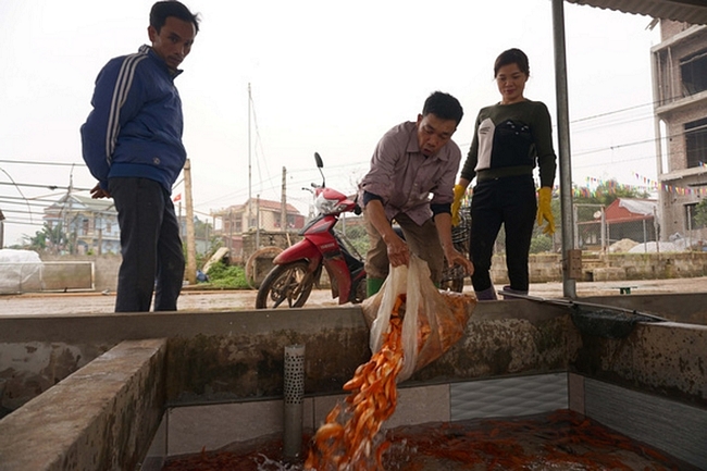Sau khi thu hoạch từ ao, cá chép được người dân đem về bể chứa để chờ xuất bán. (Ảnh: Tuổi trẻ)