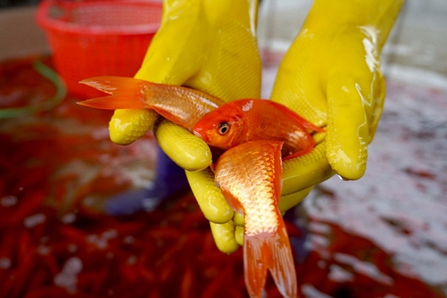 Cá chỉ vừa bằng ba đầu ngón tay, màu sắc đỏ tươi vô cùng rực rỡ, lúc xuất phải đạt tiêu chuẩn khoảng 40 con/kg. (Ảnh: Tuổi trẻ)