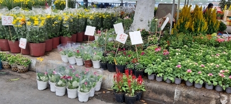 Một lô hoa kiểng chưng tết ở chợ hoa xuân nêm yết giá cho từng loại hoa- một kiểu kinh doanh thuận cho người bán- dễ cho người mua.