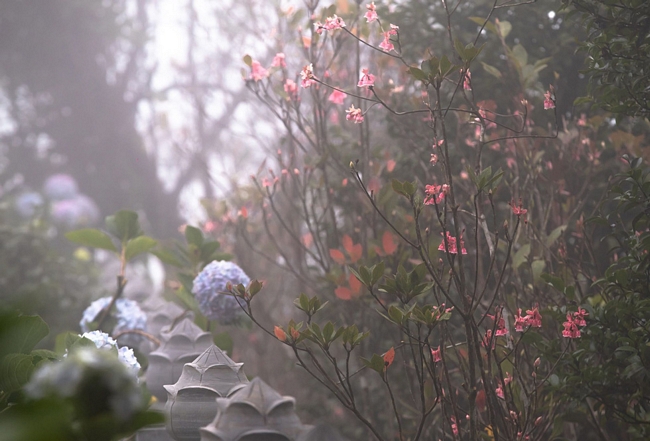 Một góc Trú Vũ Trà Quán rực sắc hồng hoa đào chuông trong nắng sớm tại khu du lịch Bà Nà - Ảnh: ƯỚC PB