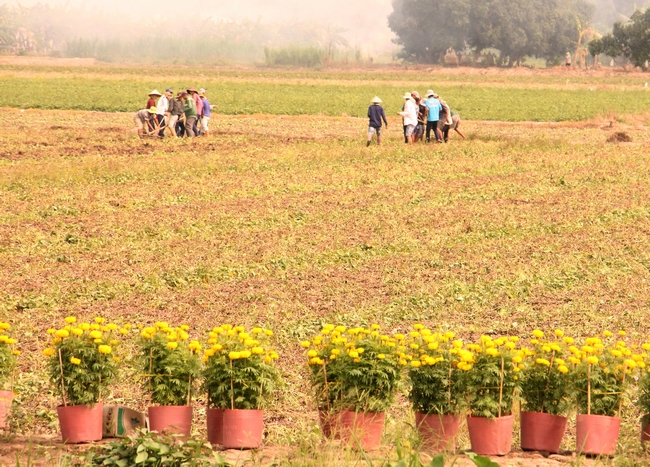 Không khí tết đã tràn về khắp ruộng rẫy. Người dân ấp Hòa An (xã Nguyễn Văn Thảnh) thu hoạch khoai lang bên bờ đê đầy hoa vạn thọ.