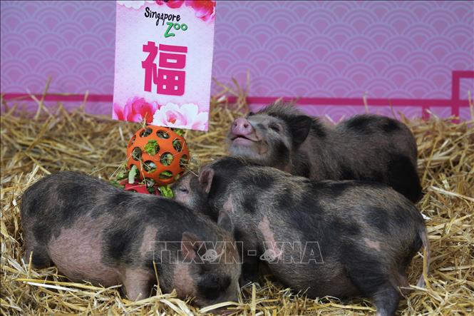 Những chú lợn con tại Vườn thú ở Singapore. Ảnh: THX/TTXVN