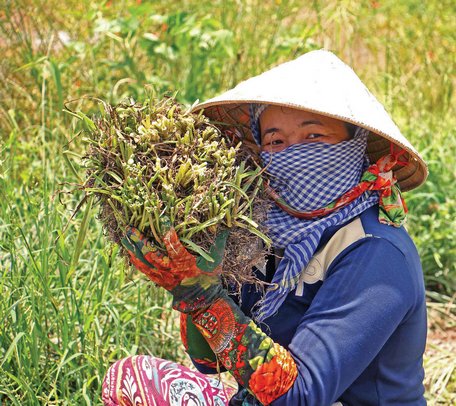 Cơ cấu lại nông nghiệp góp phần nâng cao hiệu quả sản xuất trong điều kiện biến đổi khí hậu. Trong ảnh: Nông dân thu hoạch củ huệ- thời gian qua, chuyển đổi cây trồng này trên đất lúa mang lại hiệu quả khá cao tại huyện Bình Tân.