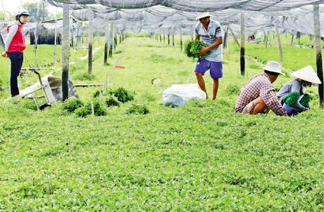Năm 2018, người dân trồng màu xã Thuận An có thu nhập khá nên ăn tết vui hơn.