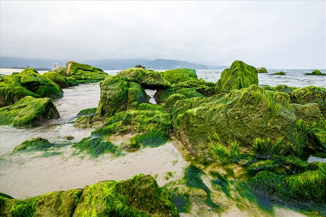 Mùa này, những tảng đá được bao phủ bởi một lớp rêu xanh rờn. Khi thủy triều dần rút, bãi rêu xanh mềm mại phủ kín các tảng đá dần hiện ra tạo nên quang cảnh đẹp ngỡ ngàng.