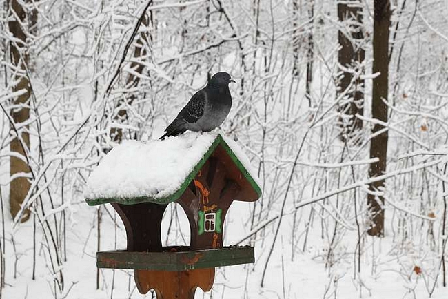 Chuồng chim bồ câu cũng trở nên đẹp lạ lùng sau trận mưa tuyết ở phía tây nam Moskva. Ảnh: TASS