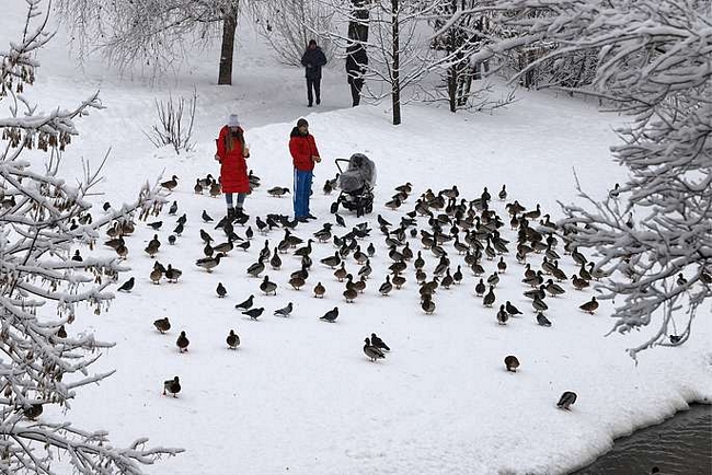 Một gia đình trẻ cho những chú vịt ăn ở công viên Babushkinsky. Ảnh: TASS
