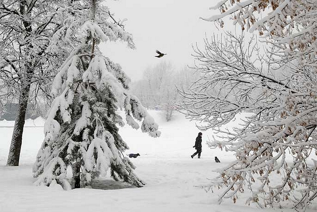 Một phụ nữ dắt chó đi dạo trong trời mưa tuyết. Ảnh: TASS