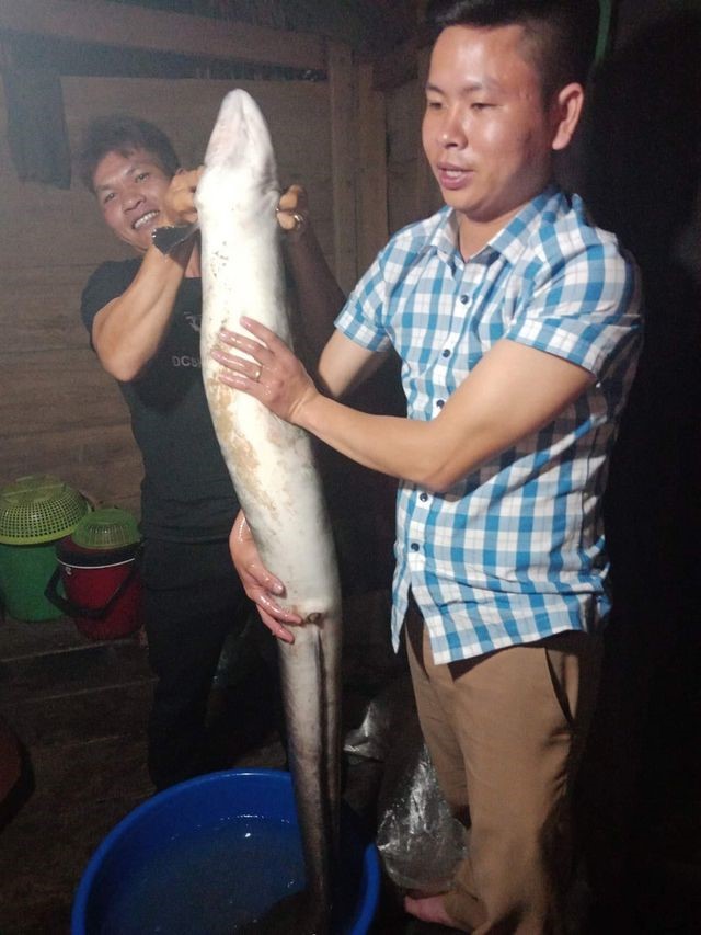 Con cá do anh Hồ Văn bắt được ở thượng nguồn sông Gianh.