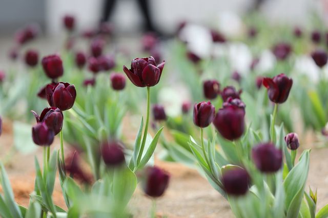 Và không thể không trầm trồ trước những dải hoa tulip đẹp lộng lẫy đủ sắc màu, trong đó có cả loài tulip đen hiếm gặp.