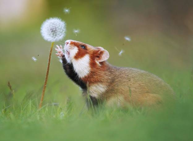 Chú hamster này đang ước điều gì bên nhánh bồ công anh nhỉ? Liệu điều ước của chú có thành hiện thực không?